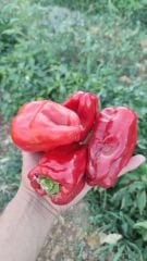 Acı Biber Salçası
