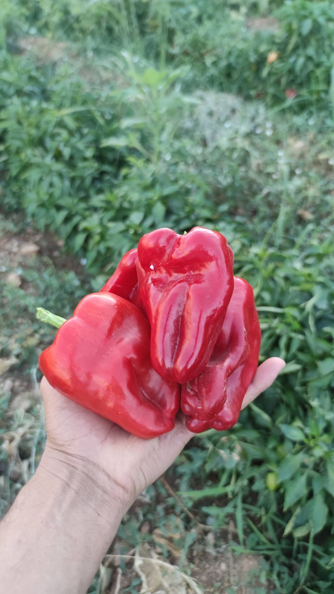 Acı Biber Salçası